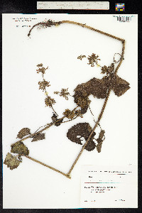 Salvia verticillata image