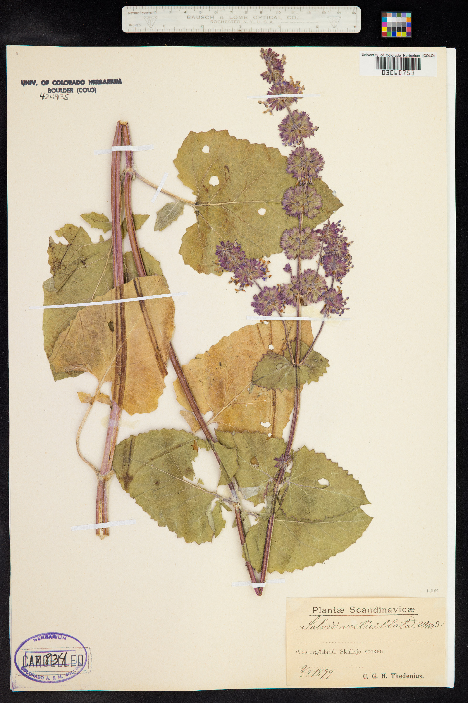 Salvia verticillata image