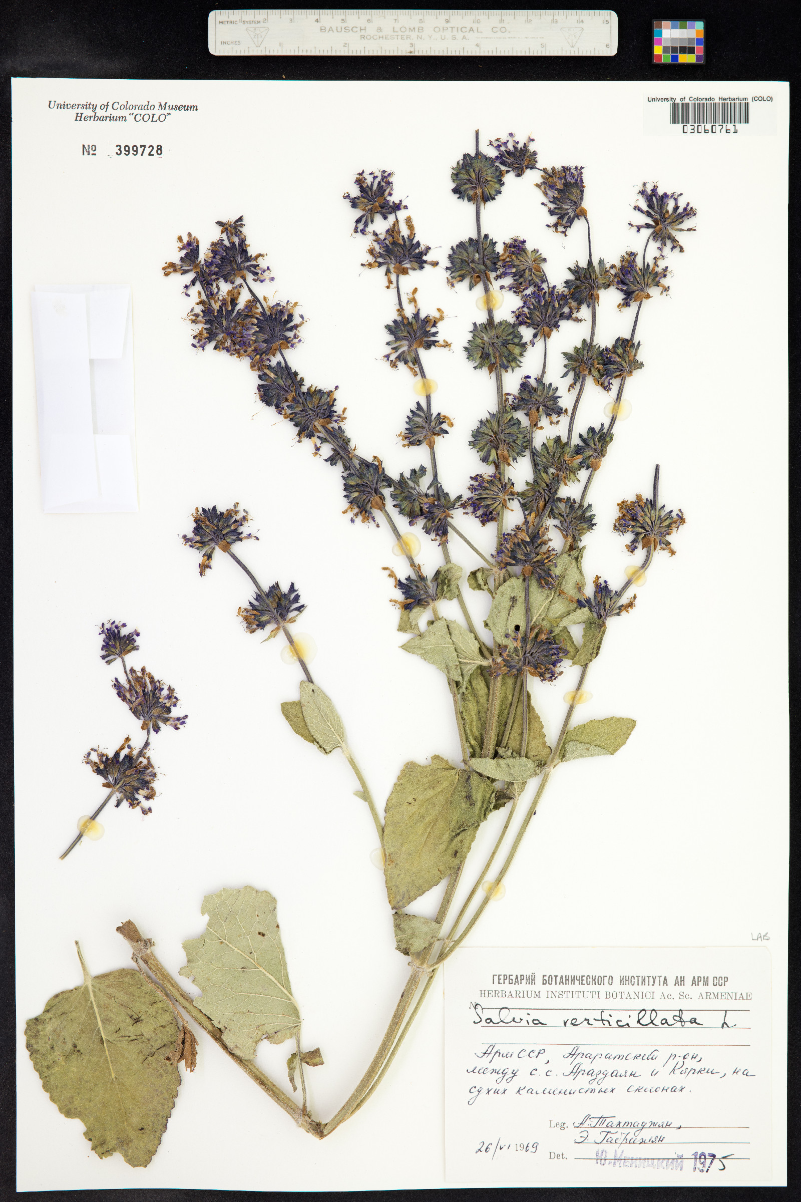 Salvia verticillata image