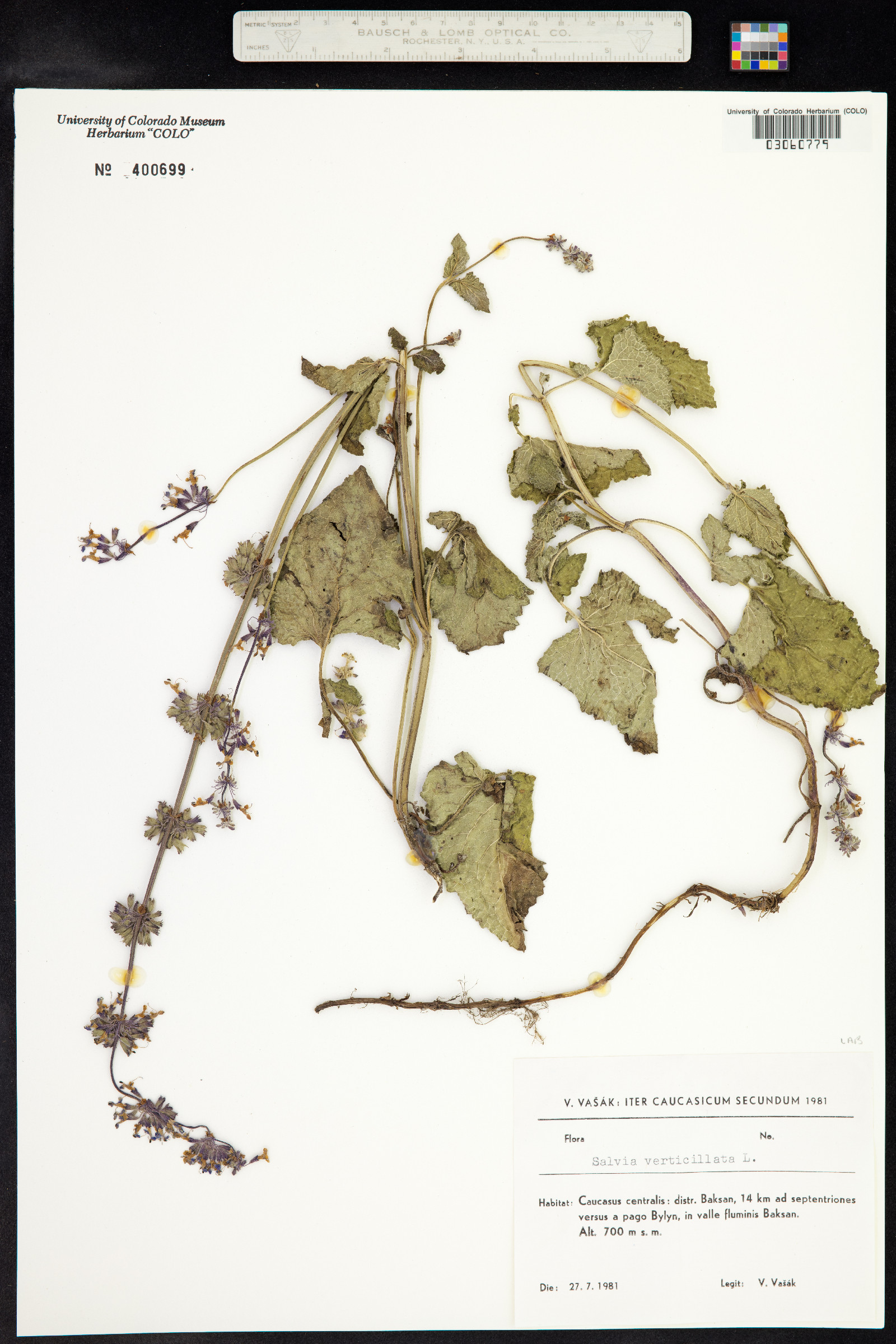 Salvia verticillata image