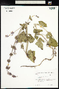 Salvia verticillata image