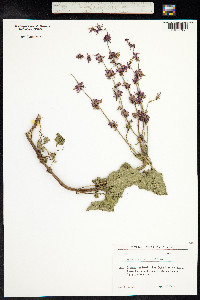 Salvia verticillata image