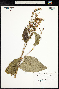 Salvia verticillata image