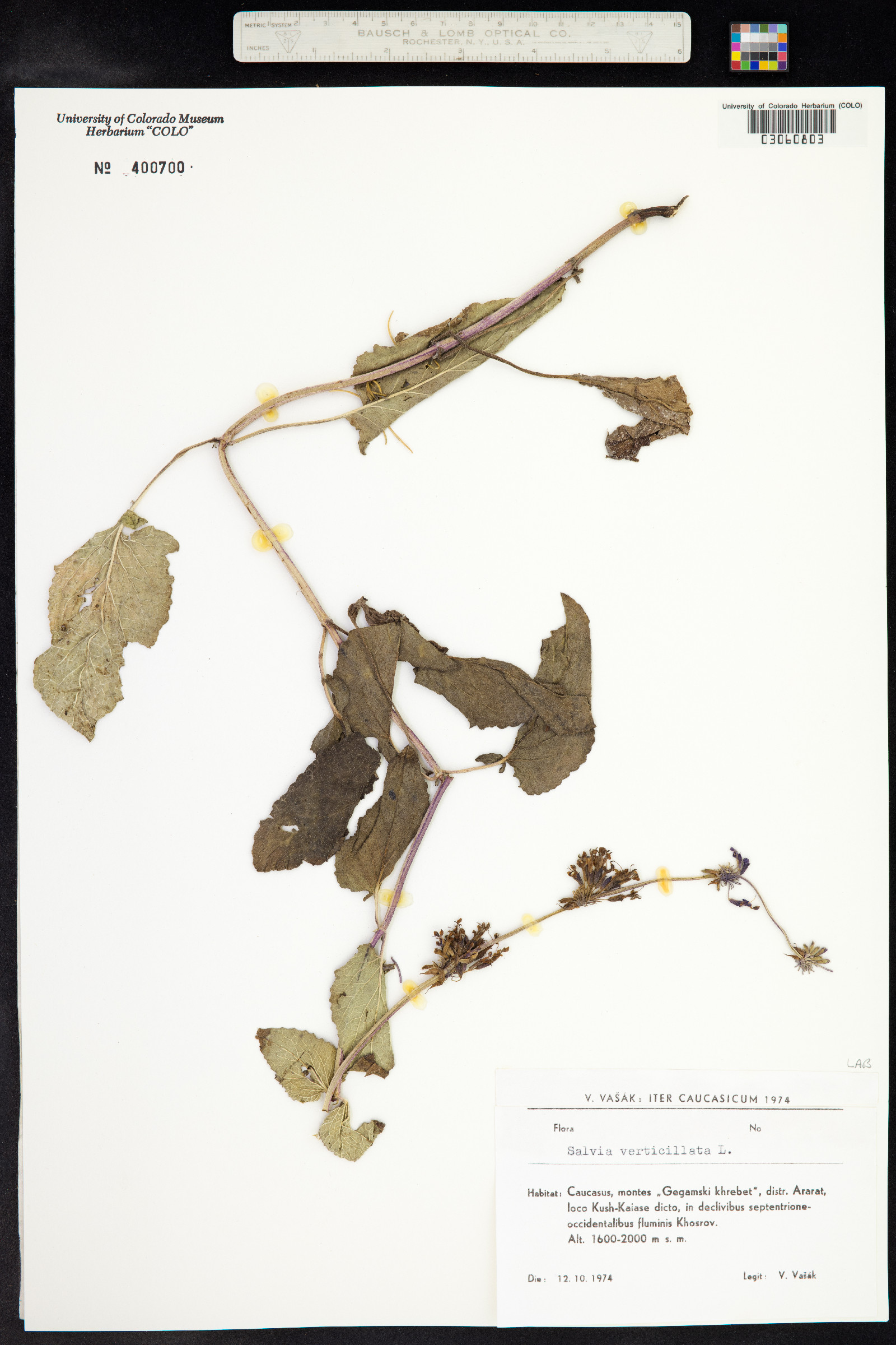 Salvia verticillata image