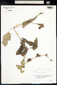 Salvia verticillata image
