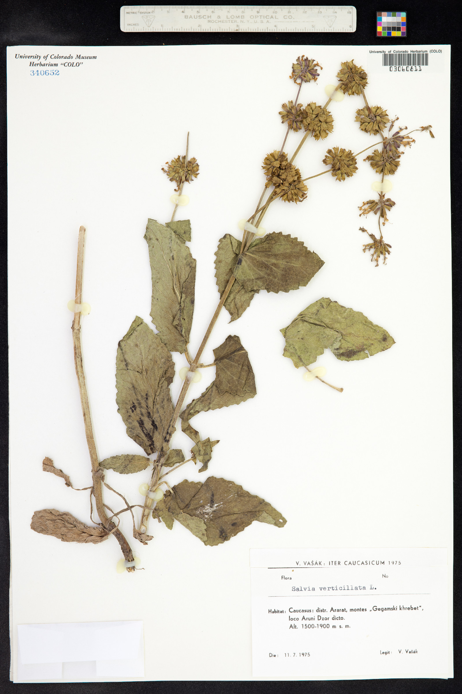 Salvia verticillata image