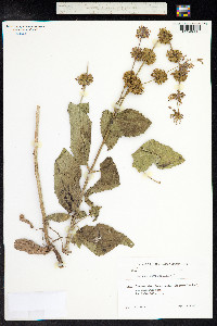Salvia verticillata image