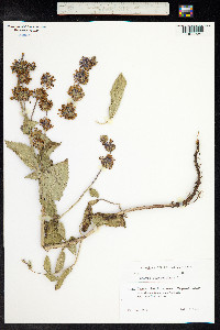 Salvia verticillata image