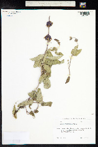 Salvia verticillata image