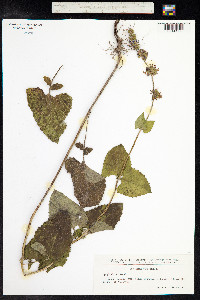Salvia verticillata image