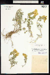 Scutellaria orientalis image
