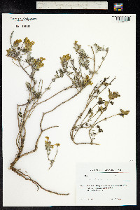 Scutellaria orientalis image