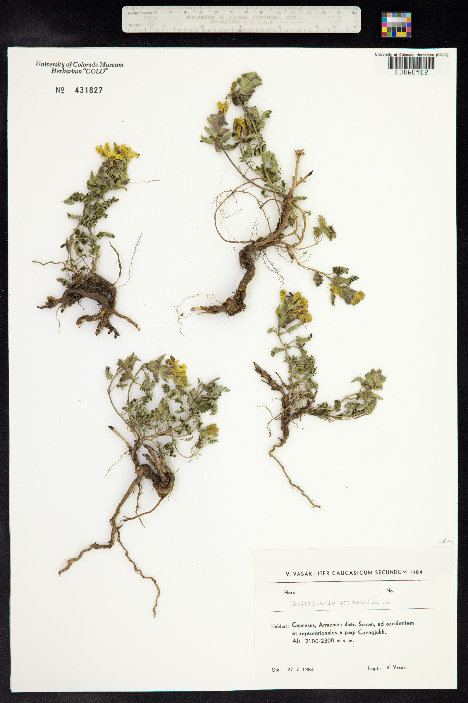 Scutellaria orientalis image