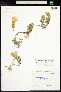 Scutellaria orientalis image