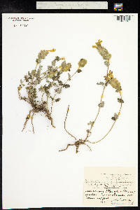 Scutellaria orientalis image