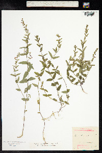 Scutellaria racemosa image