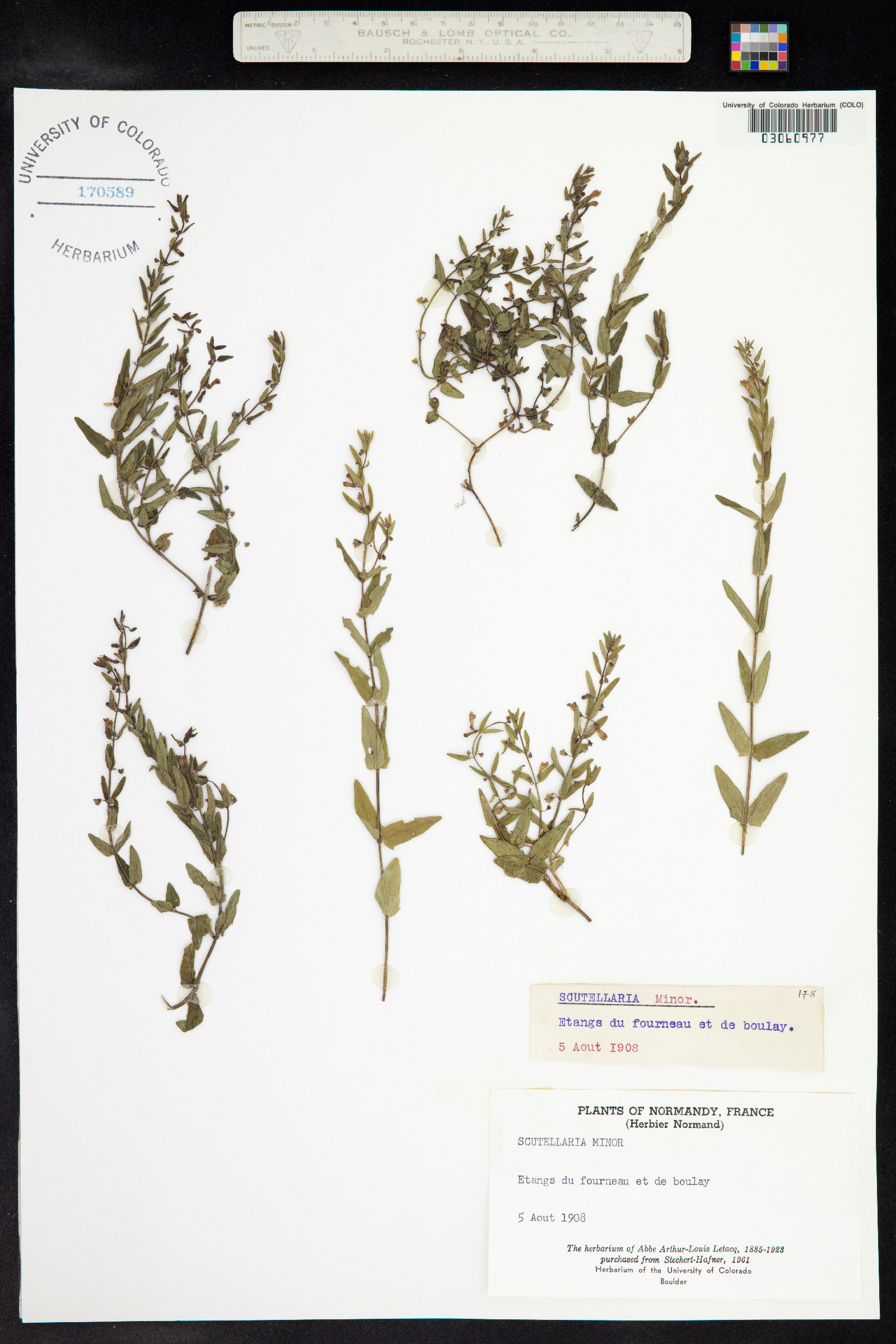 Scutellaria racemosa image