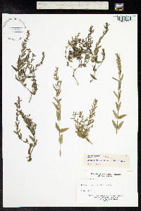 Scutellaria racemosa image