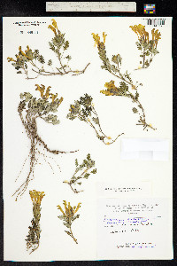 Scutellaria orientalis image