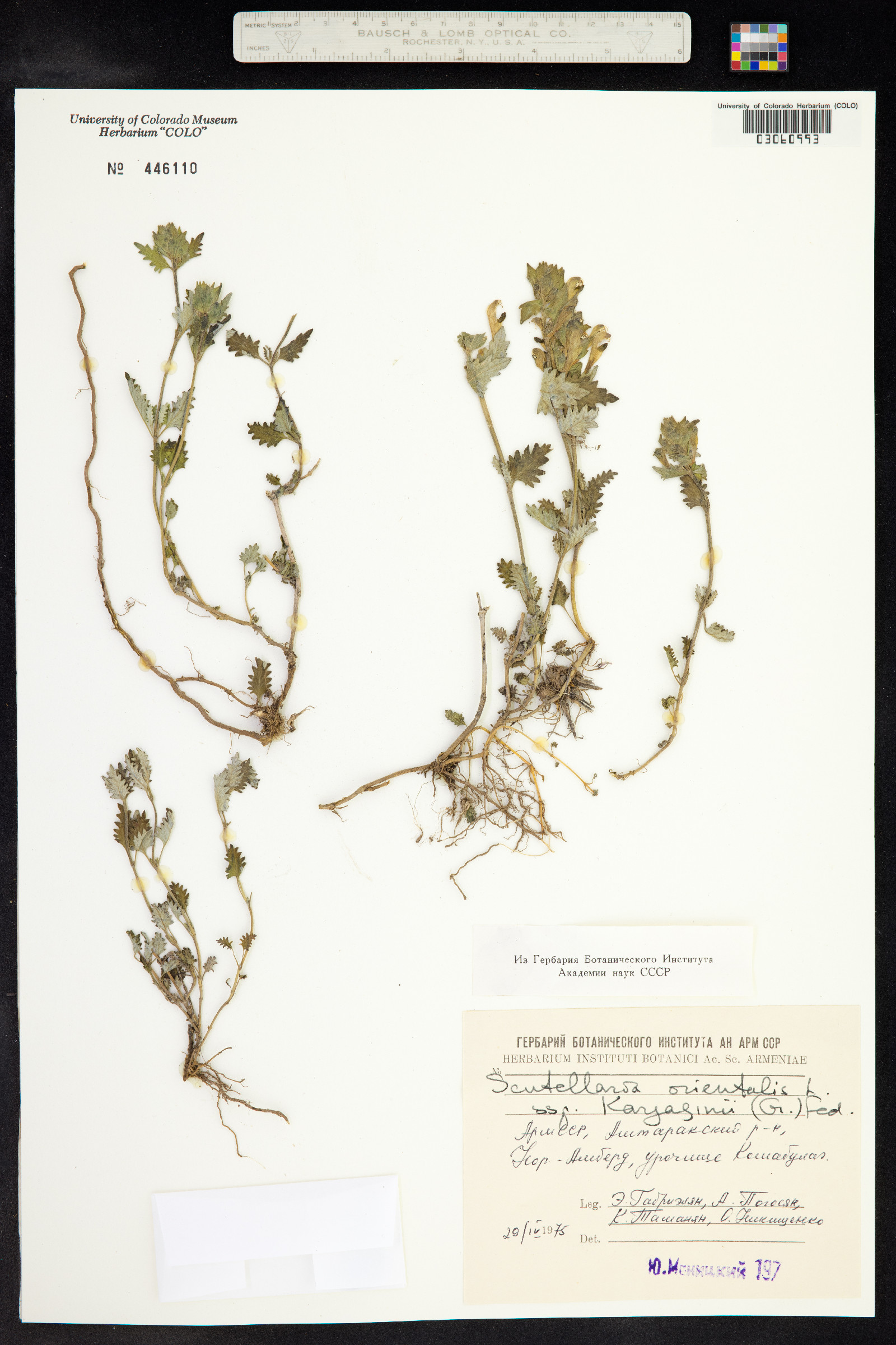 Scutellaria orientalis image