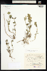 Scutellaria orientalis image