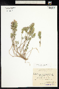 Scutellaria orientalis image