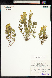 Scutellaria orientalis image