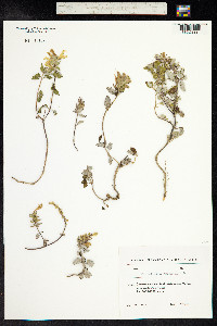 Scutellaria orientalis image