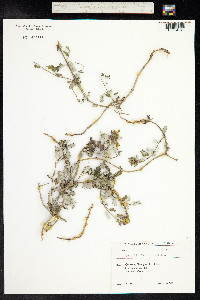 Scutellaria orientalis image