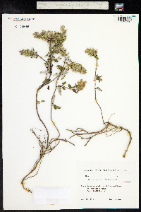 Scutellaria orientalis image