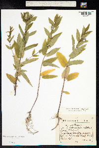 Scutellaria galericulata image