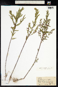 Scutellaria galericulata image