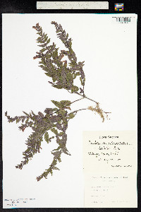 Scutellaria galericulata image
