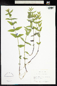 Scutellaria galericulata image