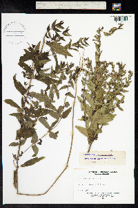Scutellaria galericulata image