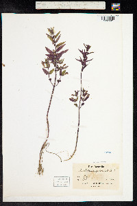 Scutellaria galericulata image