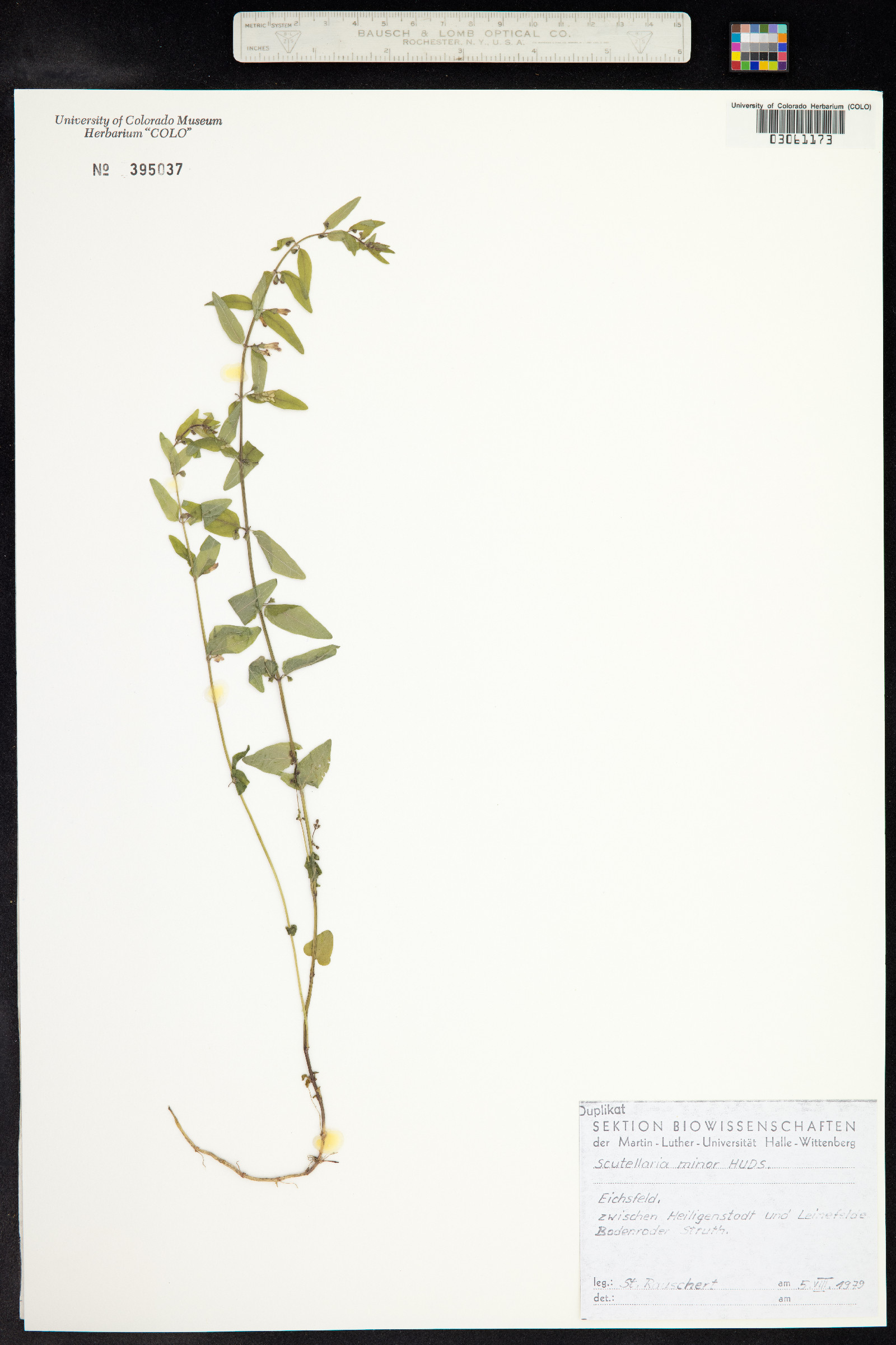 Scutellaria racemosa image