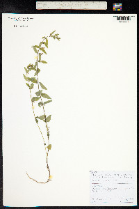 Scutellaria racemosa image