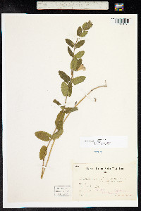 Scutellaria galericulata image