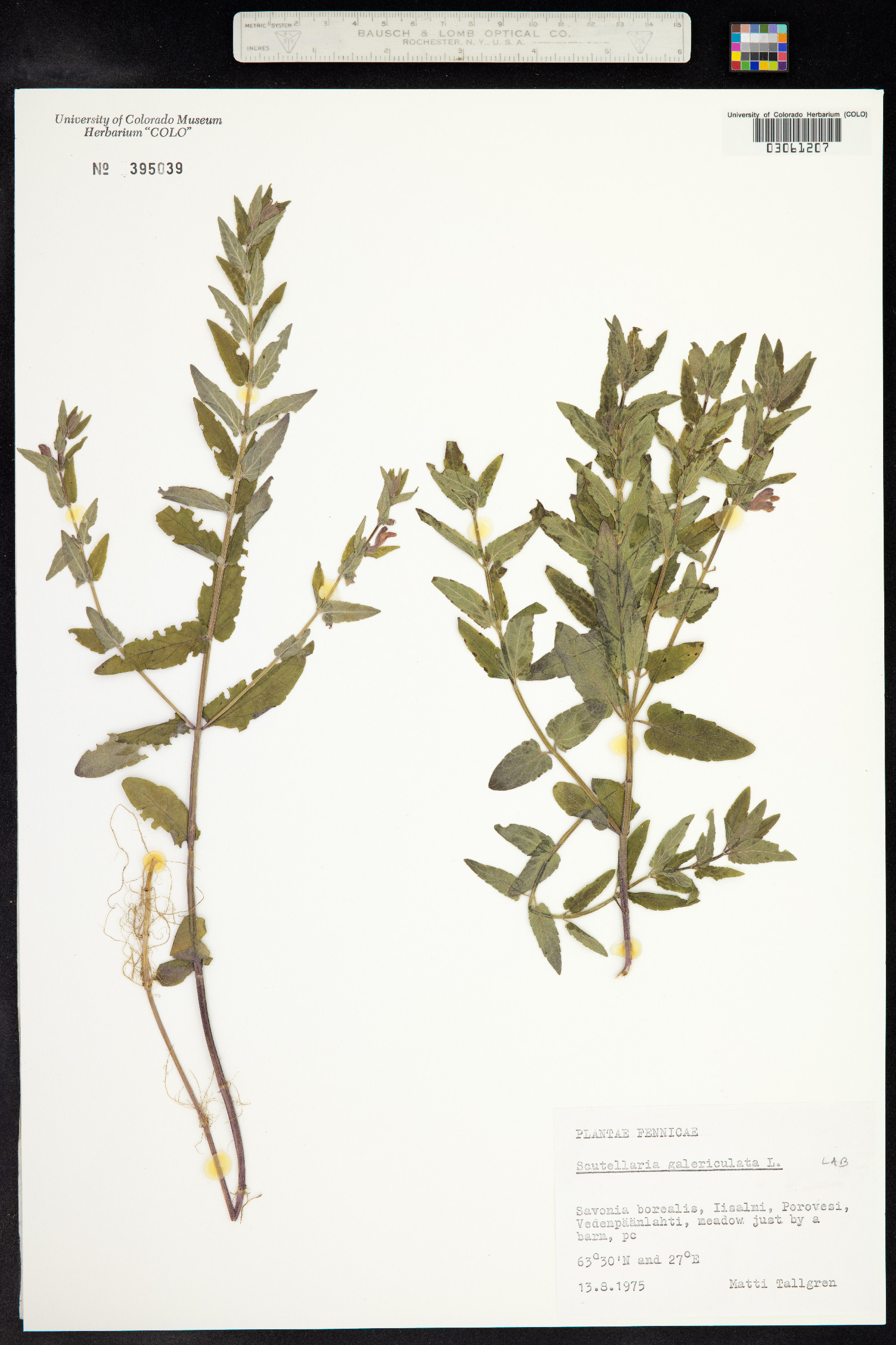 Scutellaria galericulata image