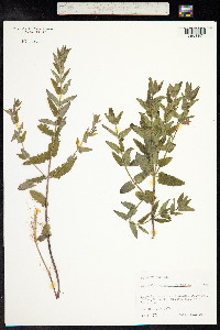 Scutellaria galericulata image