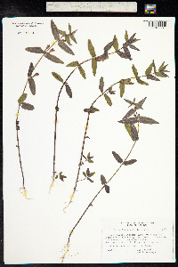 Scutellaria galericulata image