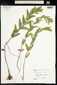 Scutellaria galericulata image