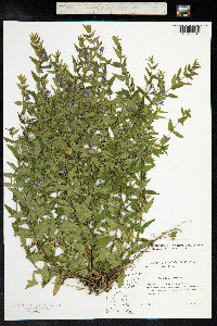 Scutellaria galericulata image
