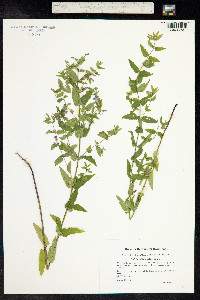 Scutellaria galericulata image