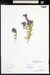 Scutellaria alpina image