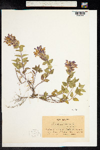 Scutellaria alpina image