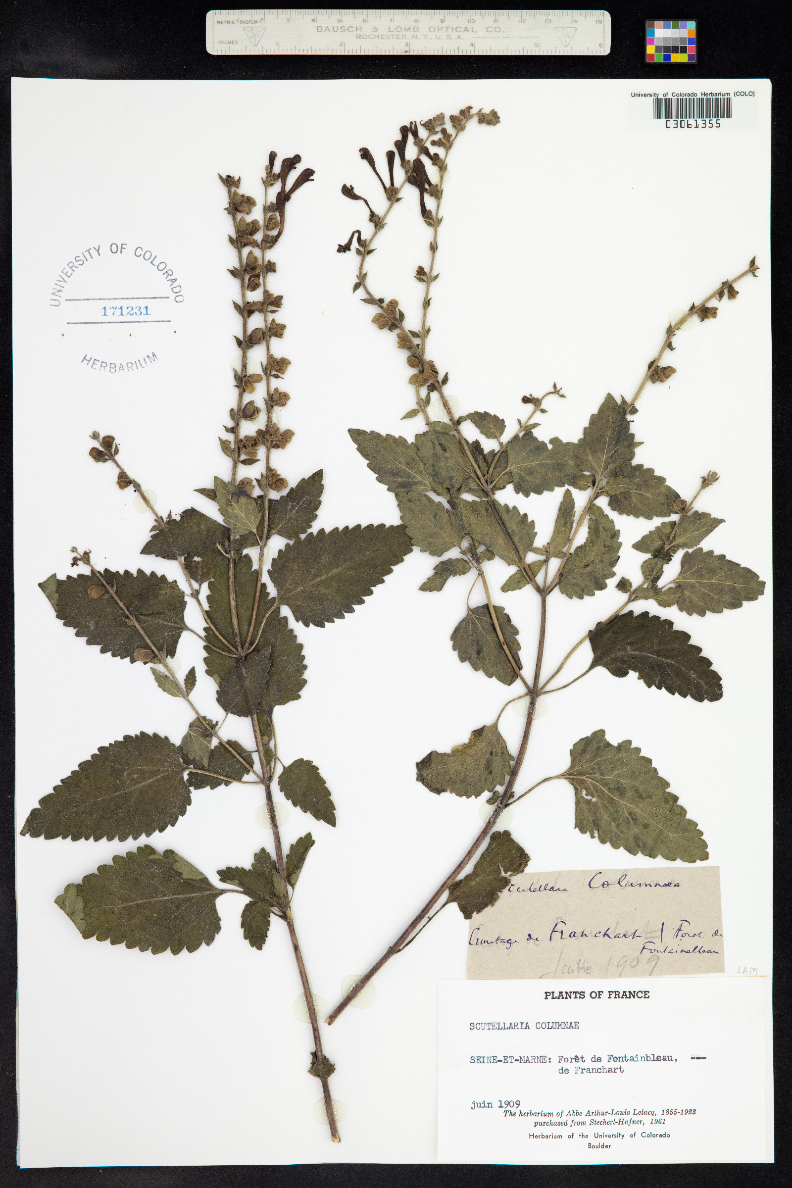 Scutellaria columnae image