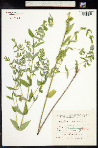 Scutellaria galericulata image