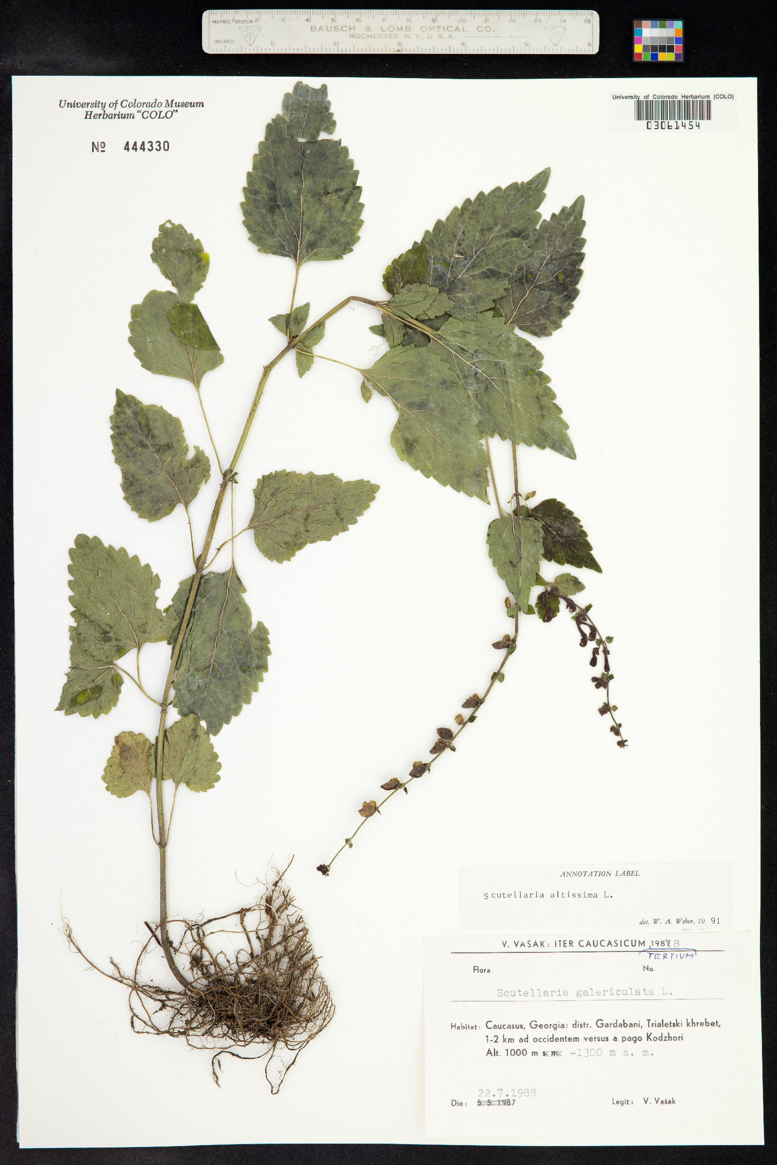 Scutellaria altissima image